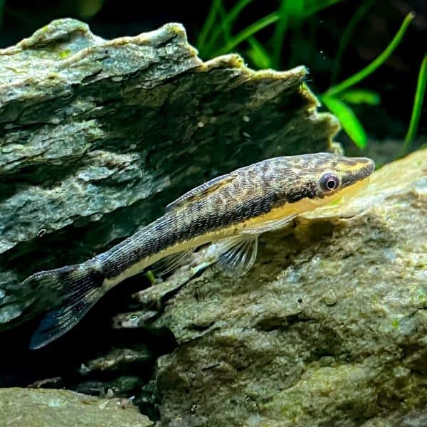Golden otocinclus (Macrotocinclus affinis).