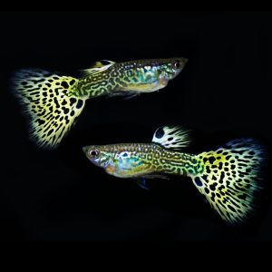 Green cobra guppy fish (Poecilia reticulata).