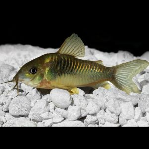 Green Corydora fish (Corydoras aeneus).