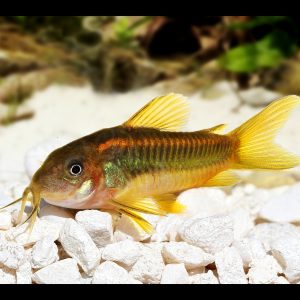 Green laser corydora catfish (Corydoras sp. CW009).