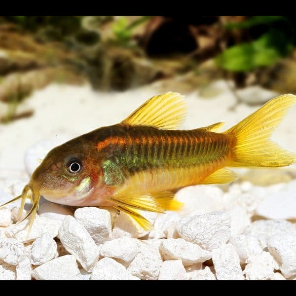 Green laser corydora catfish (Corydoras sp. CW009).