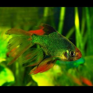 Green longfin tiger barb (Puntigrus tetrazona var. Green Longfin).