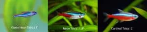 green neon cardinal tetra planted tank