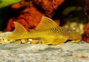 Green phantom pleco on rock hardscape