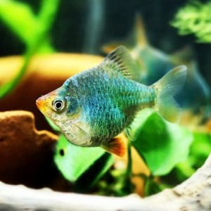 Green tiger barb (Puntius tetrazona).