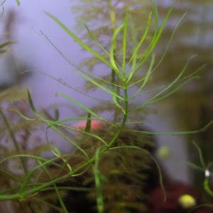 guppy grass planted tank