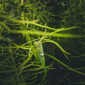 guppy grass planted tank