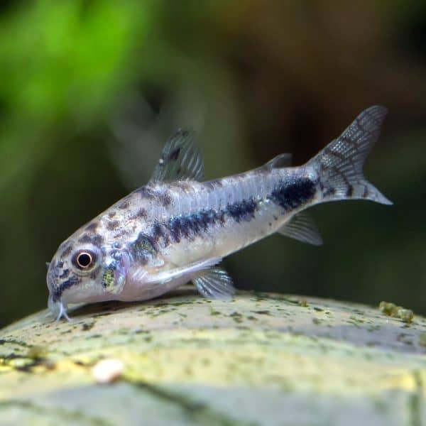 Habrosus corydora catfish (Corydoras habrosus).