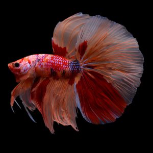 Half moon betta fish (Betta splendens).