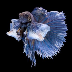 Half sun comb tail betta fish (Betta splendens).