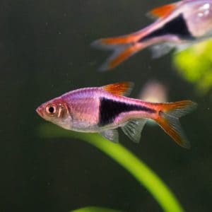 Harlequin rasbora fish (Trigonostigma heteromorph).