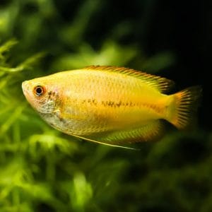 Honey gourami fish (Trichogaster chuna).