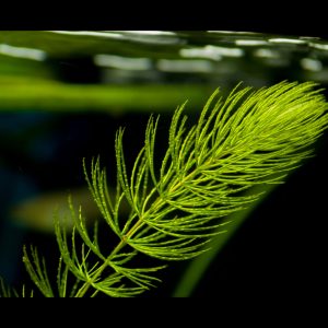 hornwort planted tank