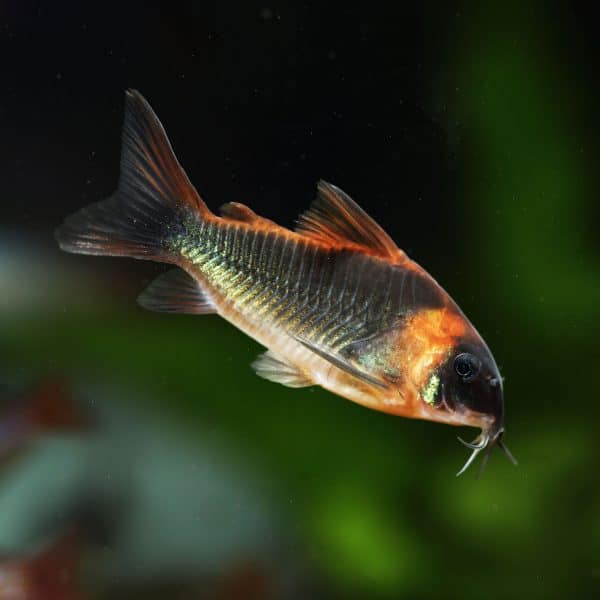 Horsemen corydora catfish (Corydoras eques).