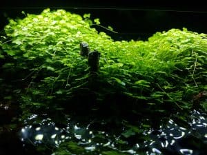 Hydrocotyle Japan (Hydrocotyle tripartita).