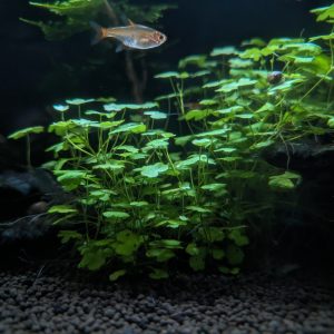 hydrocotyle japan planted tank