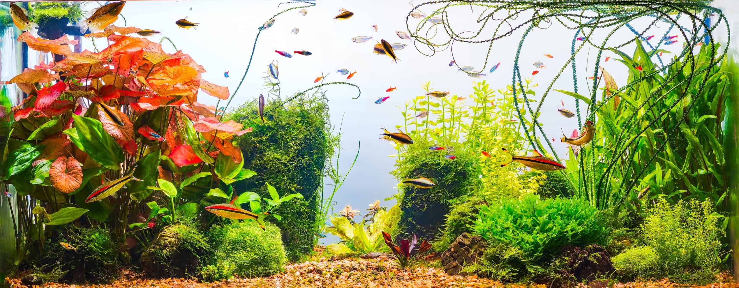 Aquascaping: The Art & Science