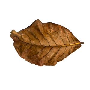 indian almond leaves lower ph