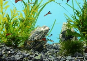 Inert aquarium substrate in guppy tank