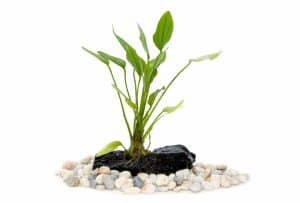 Gravel inert substrate with aquarium plant tied to rock