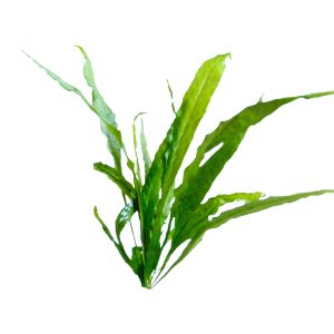 java fern plant profile