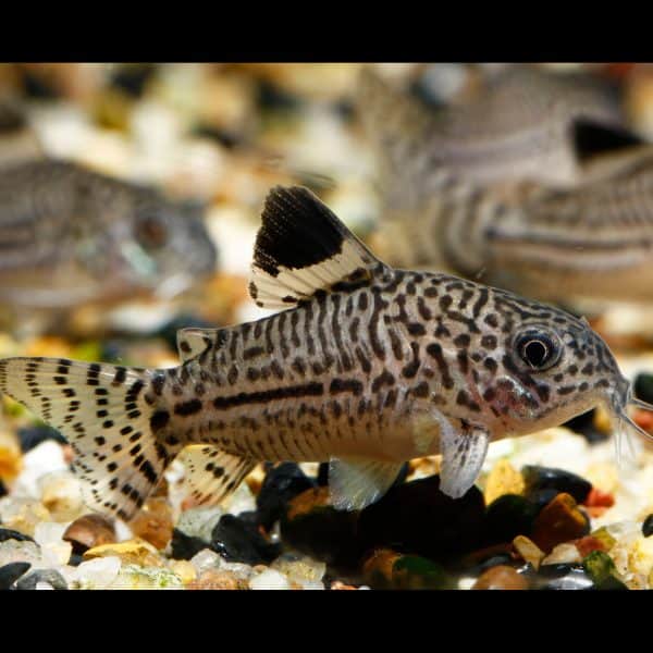 Julii corydora catfish (Corydoras julii).