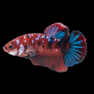 Koi betta fish (Betta splendens).