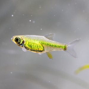 Kubotai rasbora (Microdevario kubotai).