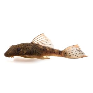 Labyrinth pleco catfish (Ancistrus luzia).