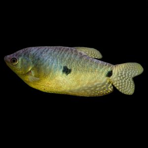 Lavender gourami fish (Trichogaster trichopterus).