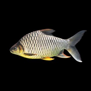Lemon-fin barb (Hypsibarbus wetmorei).