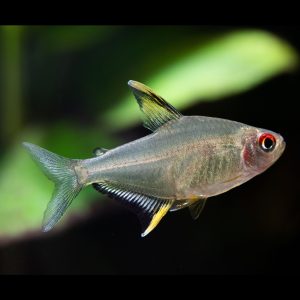 Lemon tetra fish (Hyphessobrycon pulchripinnis).