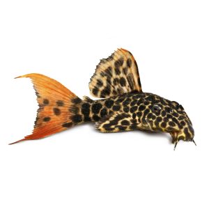 Leopard cactus pleco catfish (Pseudacanthicus cf. leopardus).