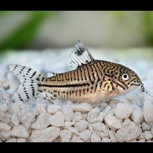 leopard corydora catfish side profile