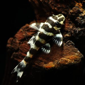 Leopard frog pleco catfish (Peckoltia compta).