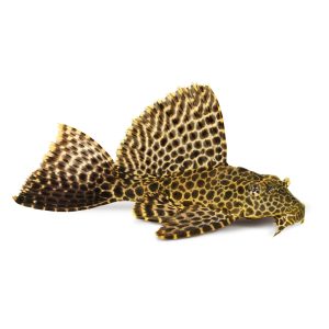 Leopard sailfin pleco (Pterygoplichthys gibbiceps).