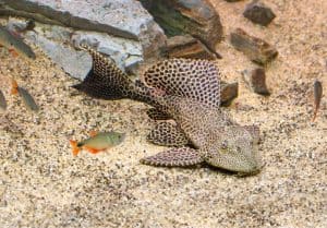 Large leopard sailfin pleco with smaller community fish