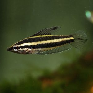 Licorice gourami fish (Parosphromenus deissneri).