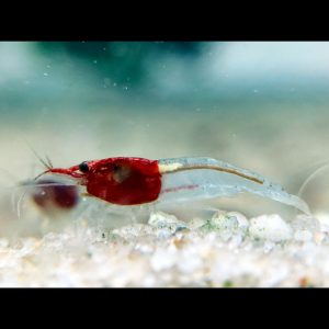 little red riding hood shrimp