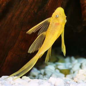 Longfin blue eye lemon bristlenose pleco catfish (Ancistrus sp.).