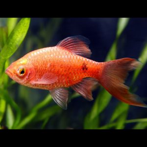 Longfin rosy barb (Pethia conchonius).
