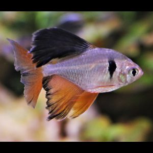 Longfin serpae tetra fish (Hyphessobrycon eques).