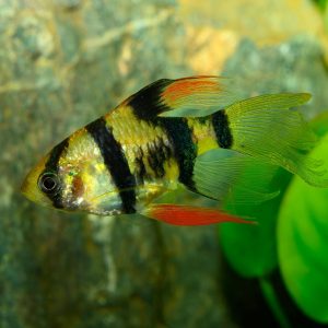 Longfin tiger barb (Puntigrus tetrazona).