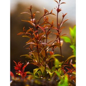 ludwigia repens red plant profile