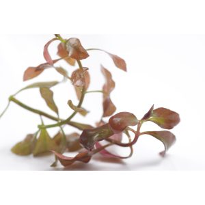 ludwigia repens red aquarium plant profile