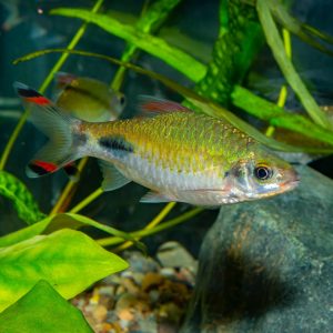 Mahecola barb (Puntius mahecola).