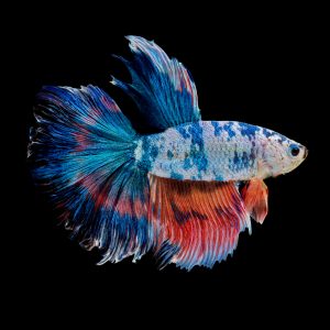 Marble betta fish (Betta splendens).