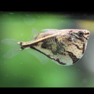 Marbled hatchetfish (Carnegiella strigata).