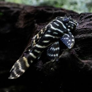 Mega clown pleco catfish (Hypancistrus sp.).