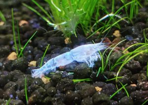 Molted shrimp shell in planted tank.